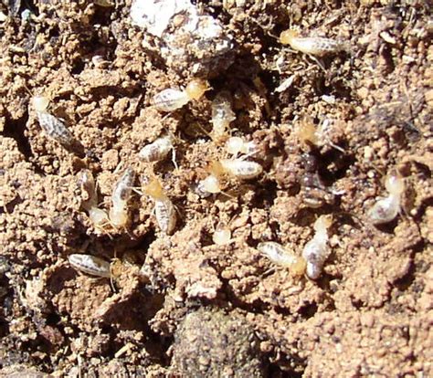 Termites Fountain Hills Arizona