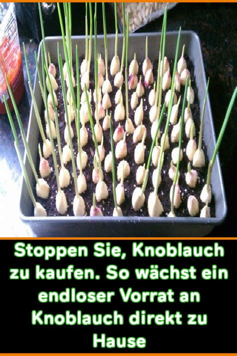 Der im märz gesteckte knoblauch hat natürlich viel weniger zeit, seine knollen auszubilden, und ist dementsprechend kleiner, aber kleiner knoblauch ist immer noch besser als kein knoblauch. Hören Sie auf Knoblauch zu kaufen - Hier ist der beste Weg ...