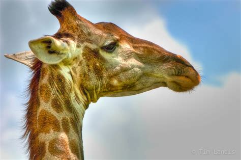Giraffe Portrait Botswanna Okavango Delta Doc Landis Photography