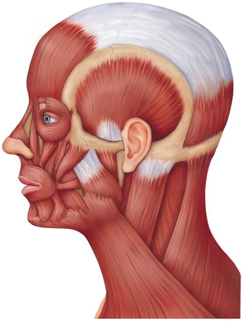 Muscles Of The Scalp Face And Neck Lateral View Diagram Quizlet