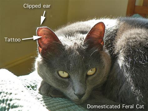 False Feral Cat Ear Clipping Tipping Poc