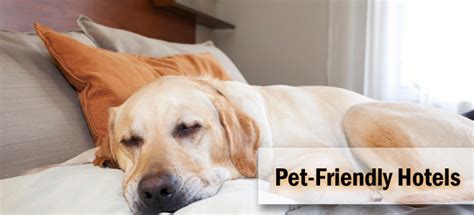Pet friendly hotels in lafayette (and vicinity) see all properties. Growing Trends of Pet friendly hotels by Hotelogix blog