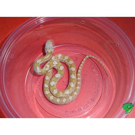 Hypo Yellow Rat Snake Baby Strictly Reptiles Inc