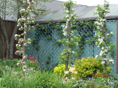 I was reading about minarette fruit trees but not sure what they are. 3 veteran Minarette apple tress with loadsa blossom ...