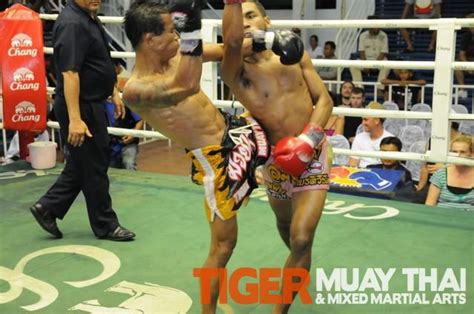 tiger muay thai goes 3 2 over 2 nights in patong phuket thailand tiger muay thai and mma