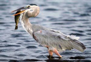 Great blue herons are usually monogamous during any one season, but they may choose a different mate the next year. Where do herons live