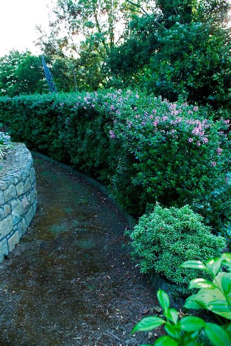 5 Flowering Hedge Plants For Australian Gardens Australian House And