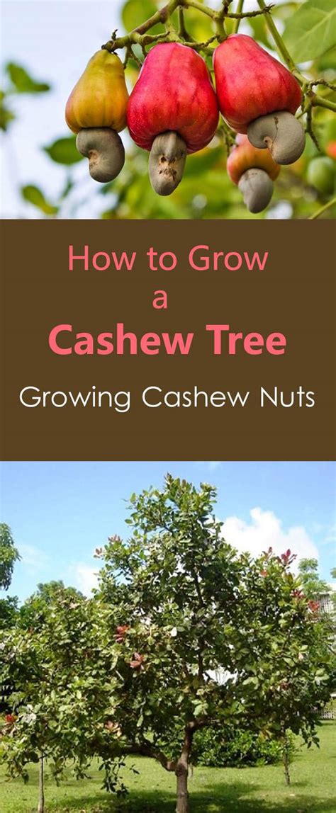 How To Grow A Cashew Tree Growing Cashew Nuts
