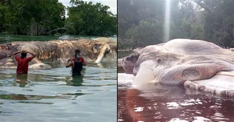 Mystery As Weird 50ft Long Sea Creature Washes Up On Beach Stuff Happens