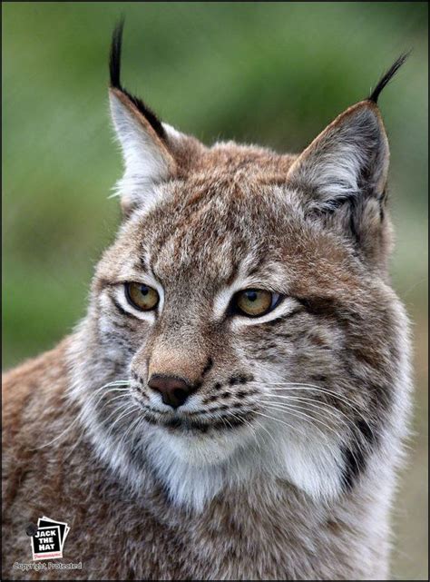 European Lynx Wildlife Photograph By Pro Photographer Etsy Uk Big