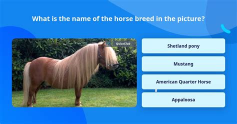 What Is The Name Of The Horse Breed Trivia Answers Quizzclub