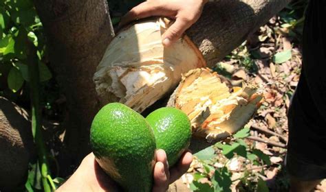 10 Yıllık Emek Gitti Avokado Hırsızları Ağacı Baltayla Kesti