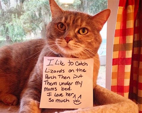 The Meowbox Ultimate Top Ten Cat Shaming List