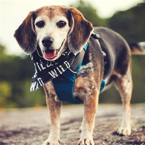 The competitor's food ingredients were simply: Welcome to Sojos | Sojos