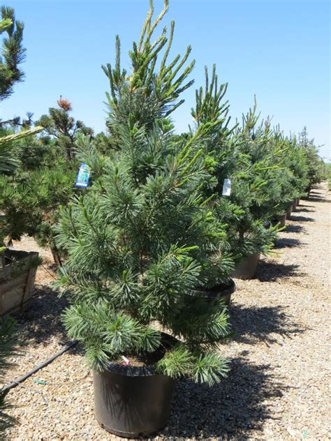 Pinus flexilis vanderwolf's pyramid preferuje gleby wilgotne, ale dobrze zdrenowane. Pinus flexilis 'Vanderwolf's Pyramid' - Boething Treeland ...