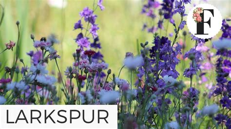 All the hardy annual flowers, including clarkia, calendula, cornflower, larkspur and sunflowers can be sown where they will grow and flower. Fall Planting Growing Larkspur from Seed Cut Flower Farm ...