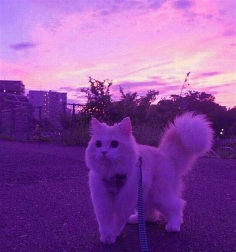 Randomthings♡ Discovered By Kamirip On We Heart It Cat Aesthetic