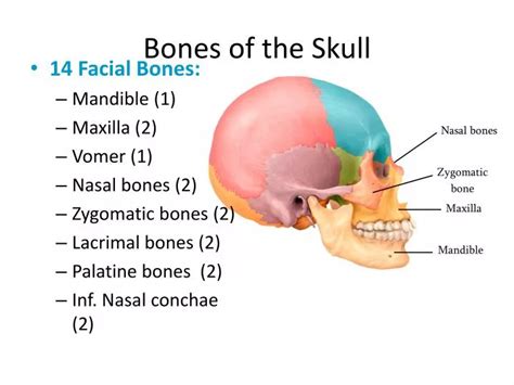 Ppt Bones Of The Skull Powerpoint Presentation Free Download Id2282483
