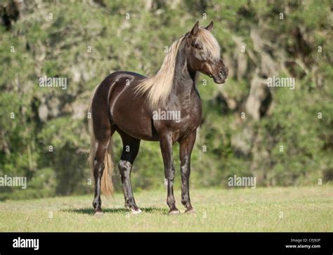 Black Silver Dapple Missouri Fox Trotter Stallion Stock Photo Alamy