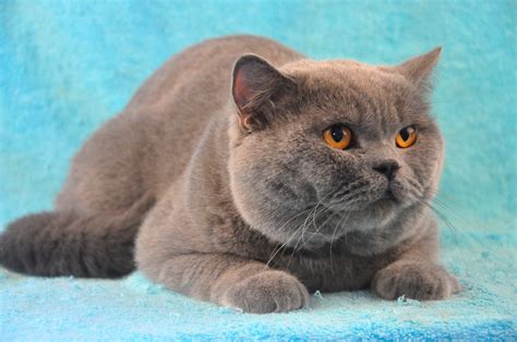 Kucing Russian Blue Berita Seputar Kucing