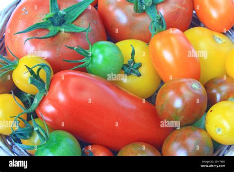 Tomatoes Cultivars Hi Res Stock Photography And Images Alamy