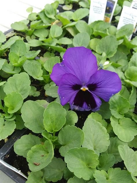 Pansy ‘colossus Blue Blotch Rudolph Galley And Sons Greenhouses