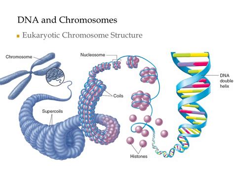 Eukaryotic Chromosome Structure Diagram Quizlet