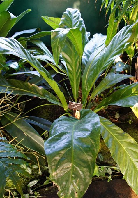 Where you grow your plants, how much time you have to devote to their care, and many other factors, will need to be taken into account. Anthurium (Anthurium acaule) in the Anthuriums Database ...