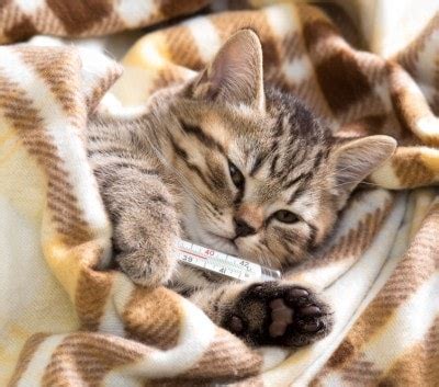 This article examines normal resting heart rates, target heart rates with exercise, and investigates an abnormal heart rate. How to Check Your Cat's Vital Signs - The Conscious Cat