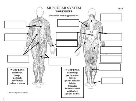 Male muscular system, full anatomical body diagram with muscle scheme, vector illustration educational poster. 34 Muscle Label - Labels Design Ideas 2020