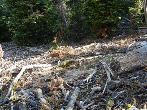 We can make it any length you want. Peachy Hiker: Trinity Alps Coffee Creek Loop