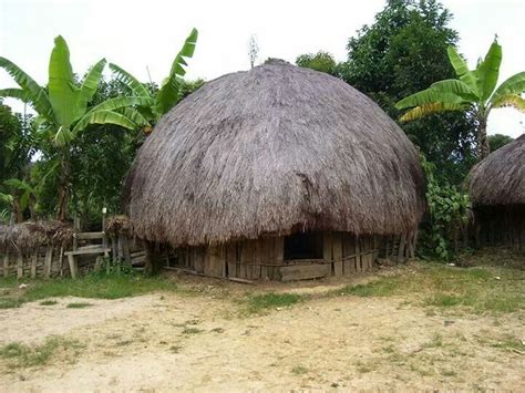 Honai House Papua Indonesia Rumah Arsitektur Desain