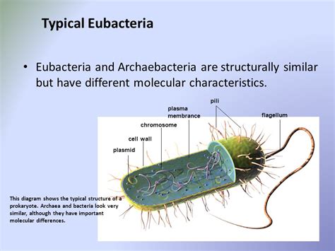 Eubacteria Definition And Examples Biology Online Dictionary