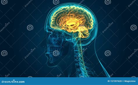 Human Central Nervous System With Brain Anatomy Royalty Free Stock