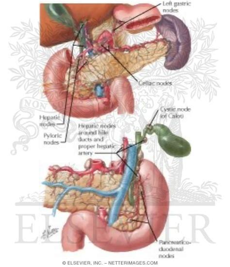 Lymph Vessels And Nodes Of Pancreas Lymphatic Drainage Of Pancreas