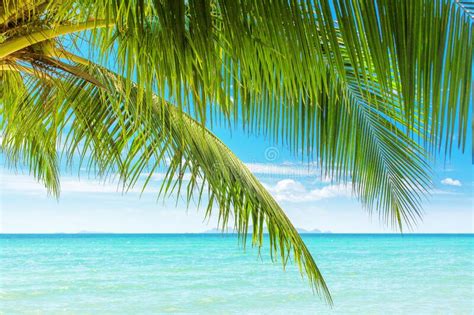 Tropical Island Beach View Green Palm Tree Leaves Turquoise Sea Water