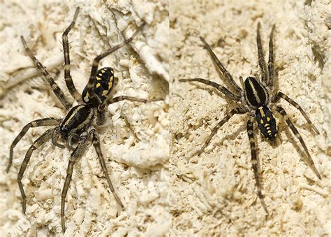 Orb weaver spiders have designs on their backs. Nyssus coloripes (L. Koch, 1873) Orange-legged Swift Spider