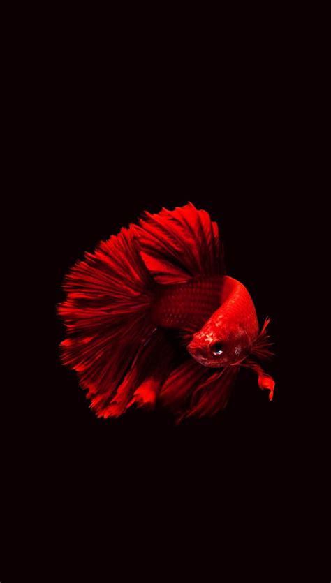 Betta Fish Animal Apple Betta Fish Ocean Pet Red Sea Water Hd