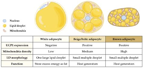 Characteristics Of Adipocytes The Figure Represents Distinct
