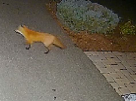 Fox Spotted In Wallingford Video Wallingford Ct Patch