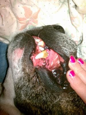 The service is an effective solution ketogenic diet: Dog tooth decay?