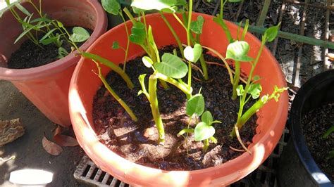 More images for how to grow water spinach from cuttings » How to Grow Kangkong(Water Spinach) from Cuttings/ very ...