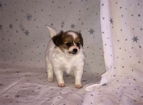Locate papillon puppies for sale, these papillon puppies are a small puppy breed with distinctive large, fringed ears. The Papillon Palace (NC) - Papillon Puppies For Sale ...
