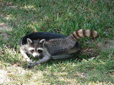 Auf unserer terasse hat irgendein tier den kleinen handfeger gemopst, die kehrschaufel lag mitten auf der terasse. Waschbär Im Garten Anzeichen - Tierkot Im Garten Erkennen ...