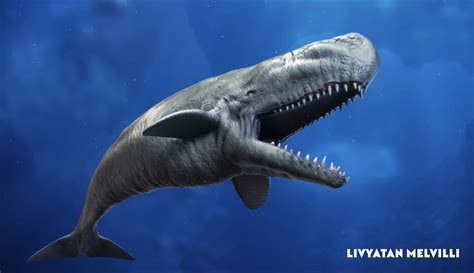 Leviathan Livyatan Melvillei Is An Extinct 50 Foot Long Prehistoric