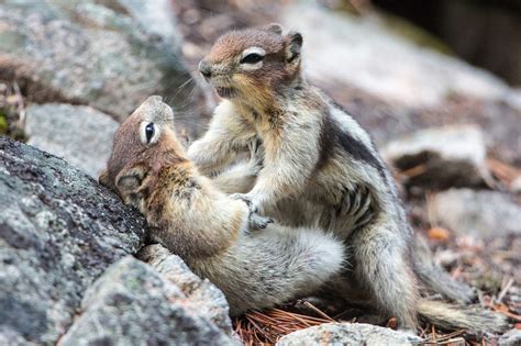 Boss fight gaming video games meme funny memes video. Fighting squirrels: Two scrappy chipmunks go head-to-head ...