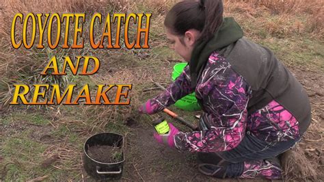 how to trap coyotes in farm country dunlap lures youtube