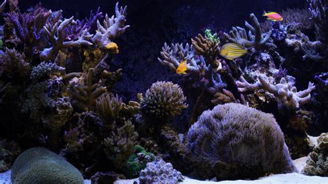 33 Attractive Aquarium Background Technosamrat HD Wallpapers Download Free Map Images Wallpaper [wallpaper684.blogspot.com]