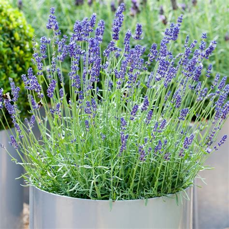 Hardy Lavender Plants For Sale Lavender Plant