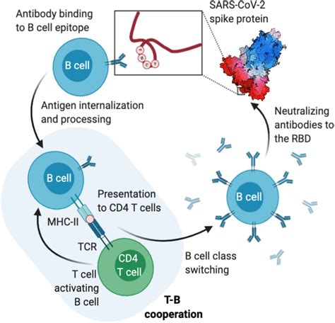 Mhc Ii Constrains The Natural Neutralizing Antibody Response To The